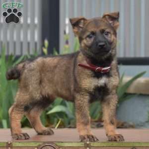 Kira, German Shepherd Puppy